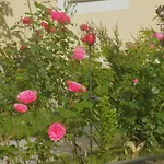 Am Lindenbaum לינה וארוחת בוקר